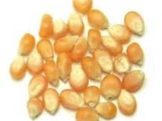 MAIZ GRANO